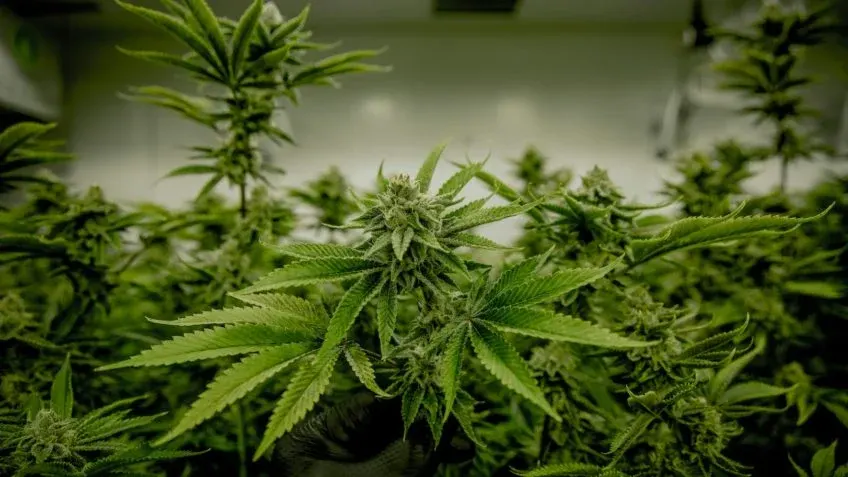 2025: Cultivo de Cannabis é Reconhecido pela Justiça — Entenda o Impacto da Decisão do STJ